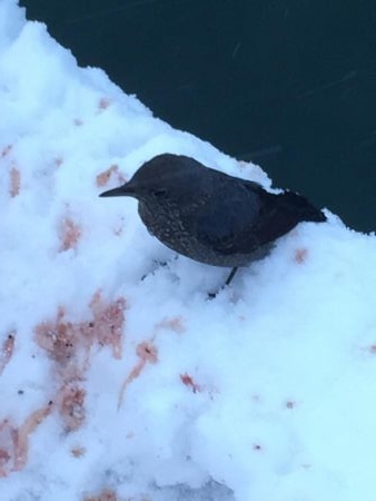 極寒のチヌ釣り