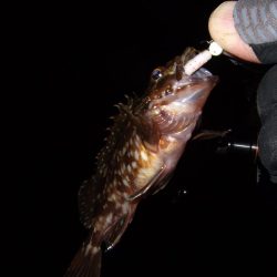 ガッシー君にに癒されました