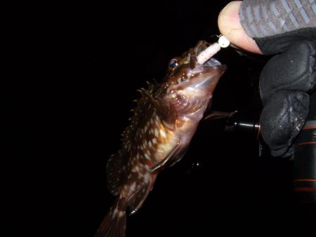 ガッシー君にに癒されました