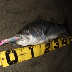 1バイトあるかないかの釣り