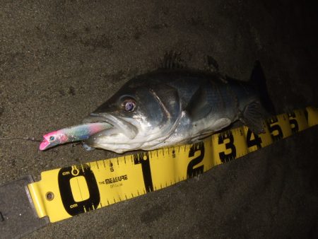 1バイトあるかないかの釣り
