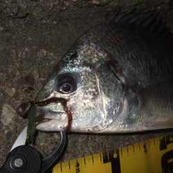 厳冬期のチニング