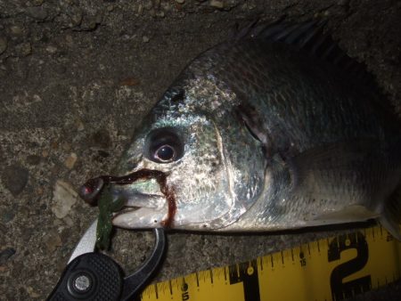 厳冬期のチニング