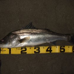 かなり戻ってきてます