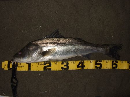 かなり戻ってきてます