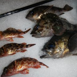 今夜も行ってしまいました