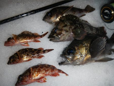 今夜も行ってしまいました