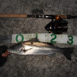 小さくても貴重な1匹…(淀川シーバス釣行)。