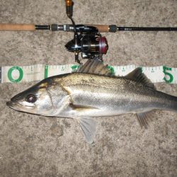 オェ～～～！！(淀川シーバス釣行)。