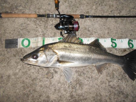 オェ～～～！！(淀川シーバス釣行)。