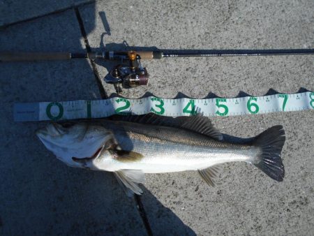 ちょこっとデイゲーム(淀川シーバス釣行)。…