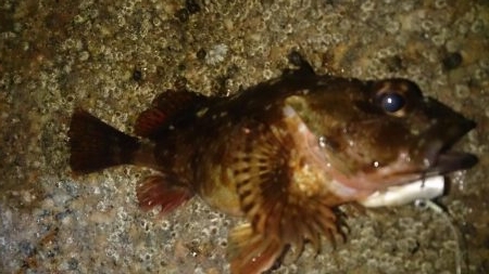 リベンジ成功！？