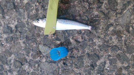 アジでもつれないかなーと