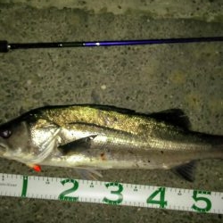 ヒル付きのシーバス