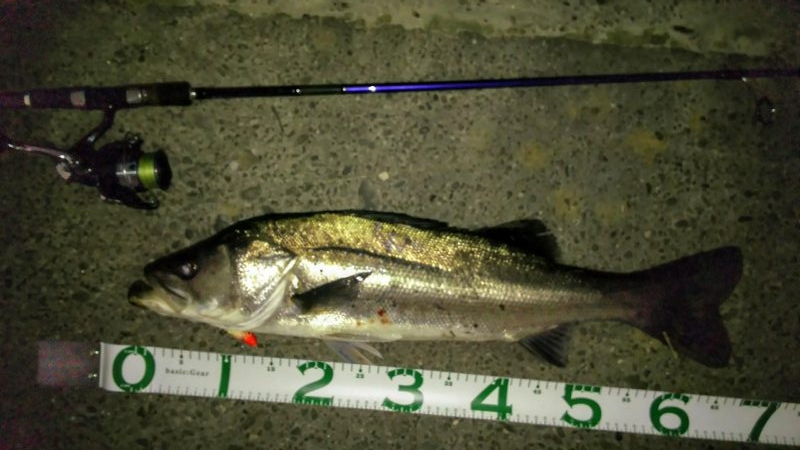 ヒル付きのシーバス