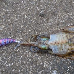 朝だけエギング