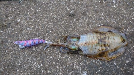 朝だけエギング