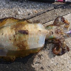 晴れのち曇り時々雪の爆風エギング