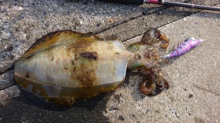 晴れのち曇り時々雪の爆風エギング