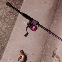 今日もプラグ縛り