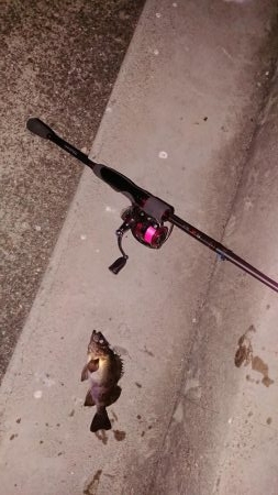 今日もプラグ縛り