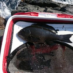 潮岬でグレ釣り