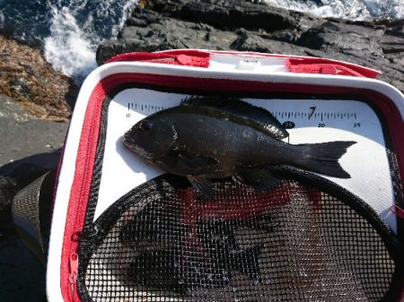 潮岬でグレ釣り