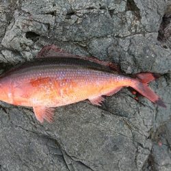 潮岬でグレ釣り