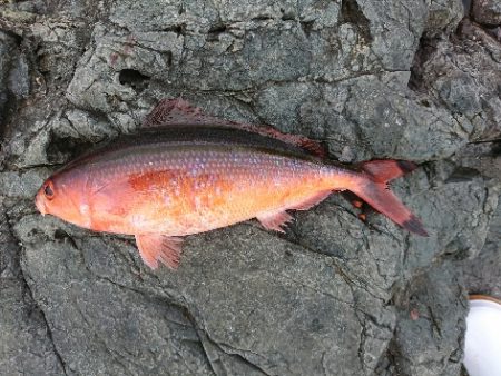 潮岬でグレ釣り