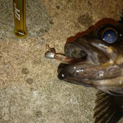 敦賀メバリング