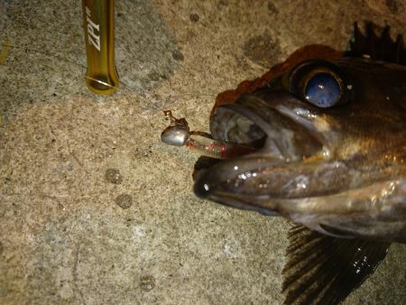 敦賀メバリング