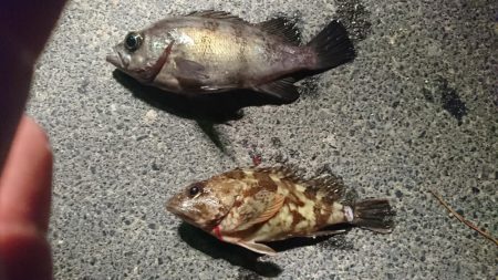 20㎝メバル！！！！