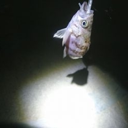 仕事終わりランガン3時間