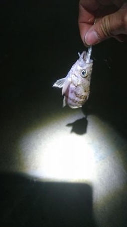 仕事終わりランガン3時間