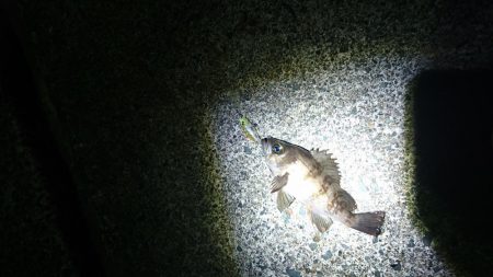 丹後ﾗﾝｶﾞﾝ