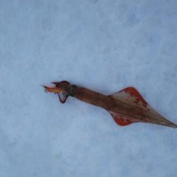 エギング　ヤリイカ