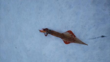 エギング　ヤリイカ