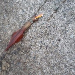 エギング　ヤリイカ