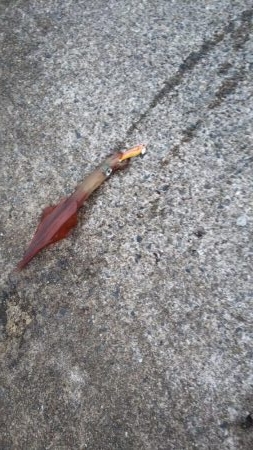 エギング　ヤリイカ