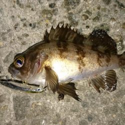 メバリング楽し～(*^^*)