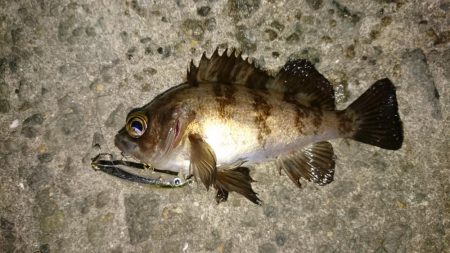 メバリング楽し～(*^^*)