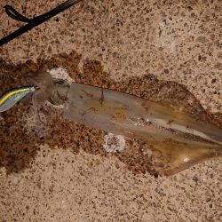 久々のヤリイカ