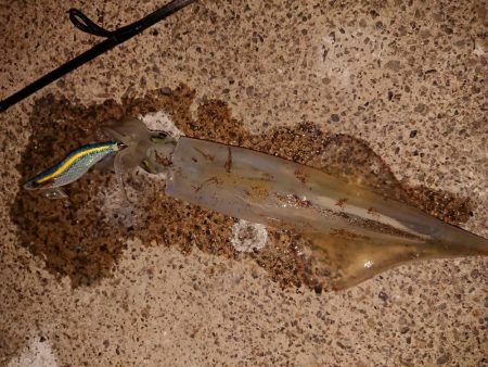 久々のヤリイカ