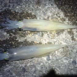 ヤリイカエギング