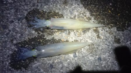 ヤリイカエギング