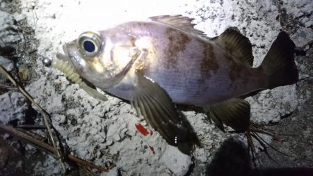 キビシ～(>.<)y-~