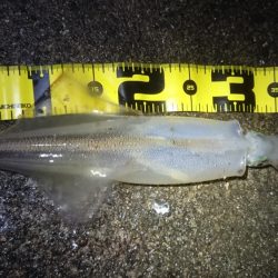 ヤリイカエギング