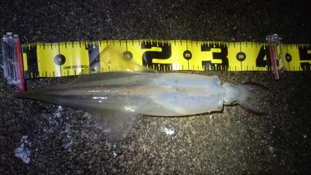 ヤリイカエギング