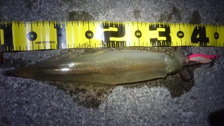 ヤリイカエギング