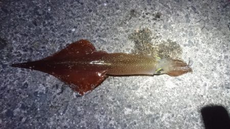 ヤリイカエギング